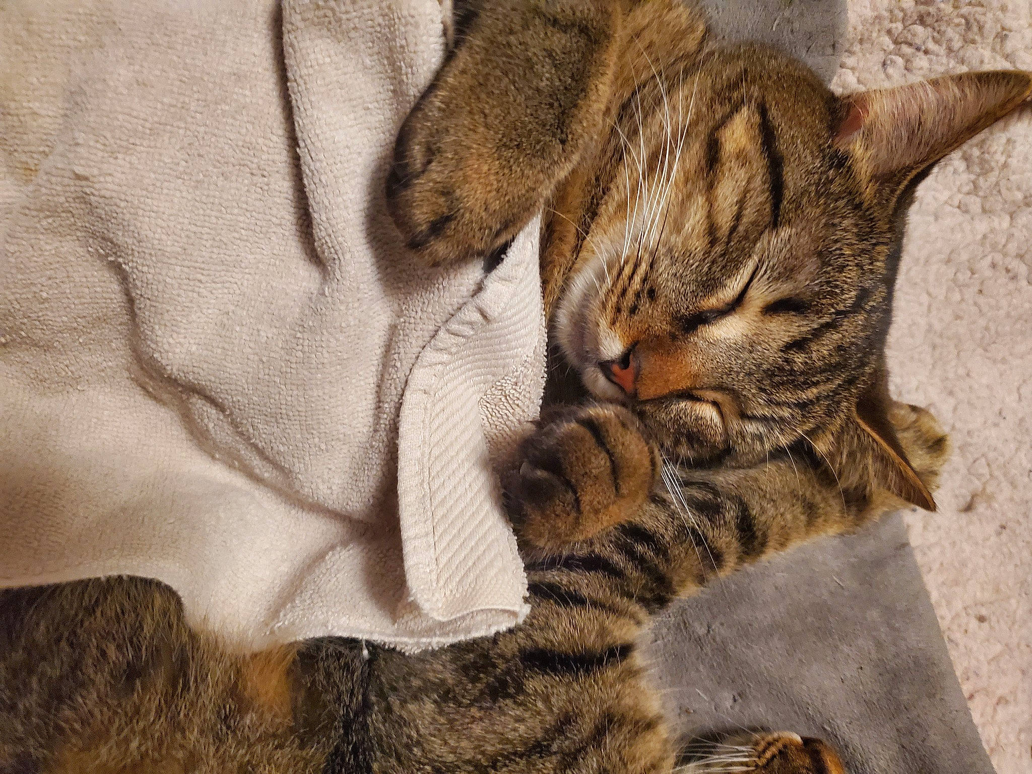 Gus is registered to the contest to win money with this photo: brown, carnivore, cat, claw, close_up, comfort, domestic_short_haired_cat, fawn, felidae, fur, grey, linens, pattern, paw, small_to_medium_sized_cats, snout, tail, terrestrial_animal, whiskers, wood