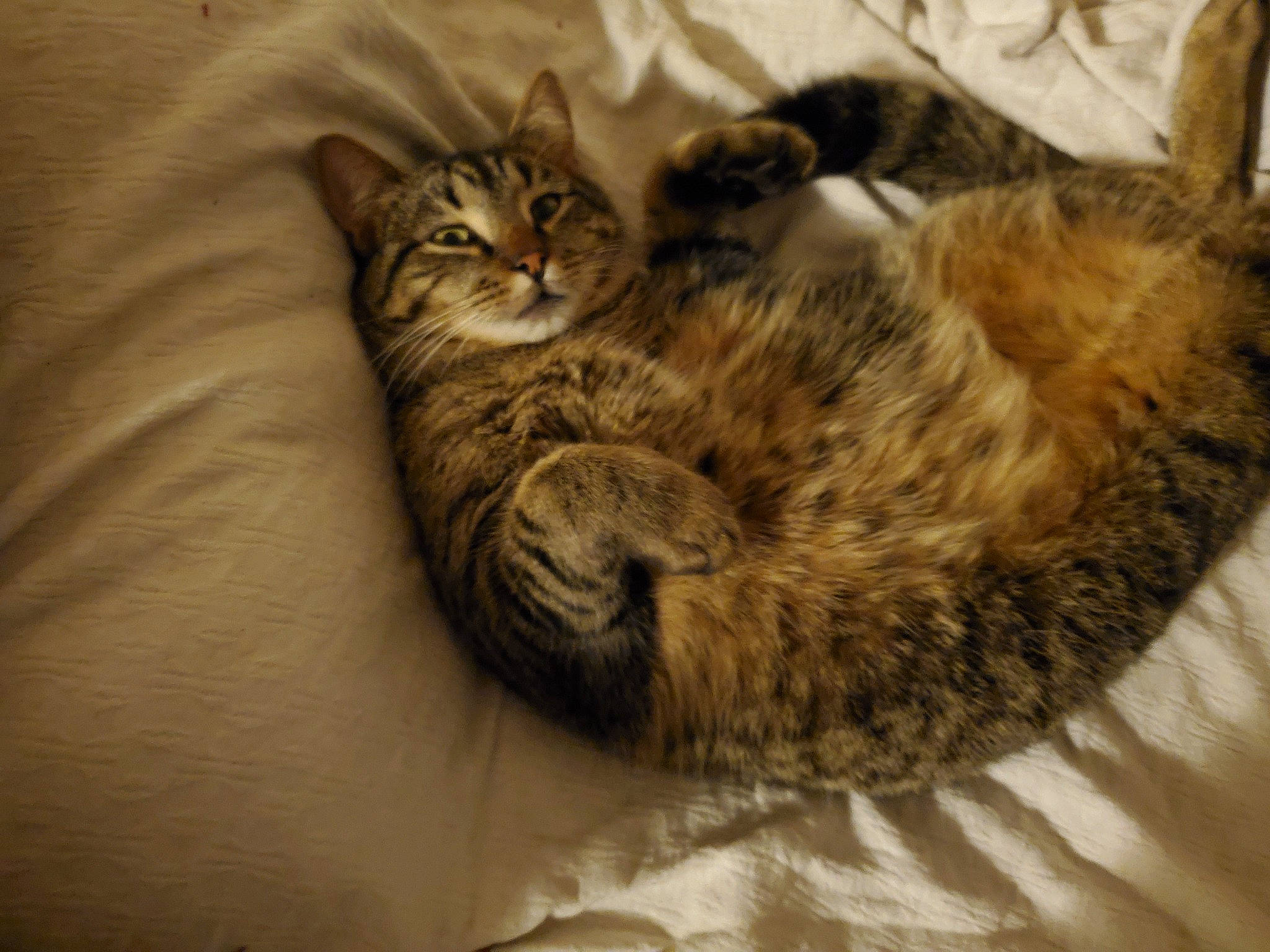 Gus joined the competition — help win amazing prizes! carnivore, cat, cat_bed, claw, comfort, domestic_short_haired_cat, fawn, felidae, fur, linens, nap, paw, sleep, small_to_medium_sized_cats, snout, tail, terrestrial_animal, tree, whiskers, wildlife