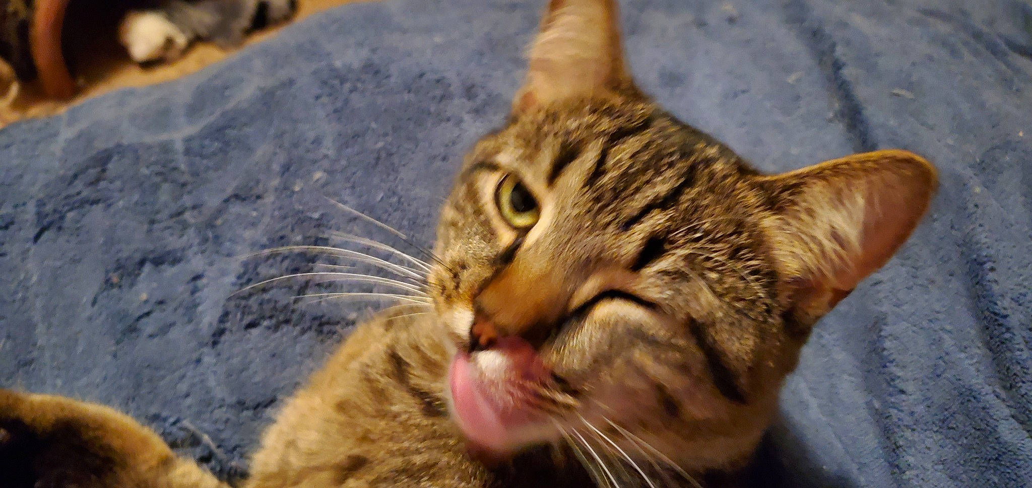 Gus joined the competition — help win amazing prizes! carnivore, cat, domestic_short_haired_cat, ear, eye, felidae, fur, head, paw, small_to_medium_sized_cats, snout, terrestrial_animal, whiskers, wildlife