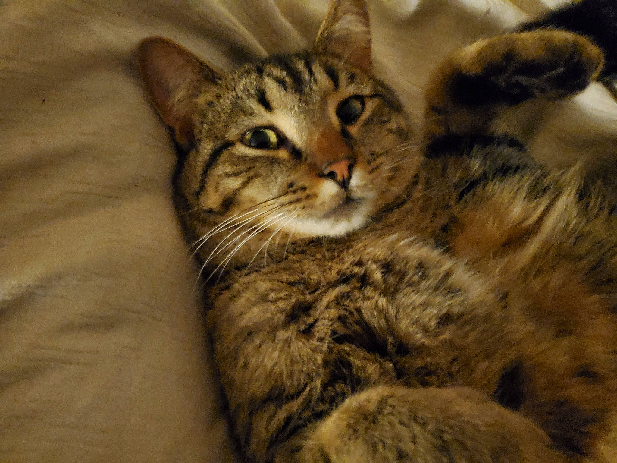 Gus is registered to the contest to win money with this photo: carnivore, cat, claw, domestic_short_haired_cat, felidae, fur, paw, small_to_medium_sized_cats, snout, terrestrial_animal, tree, whiskers, wildlife