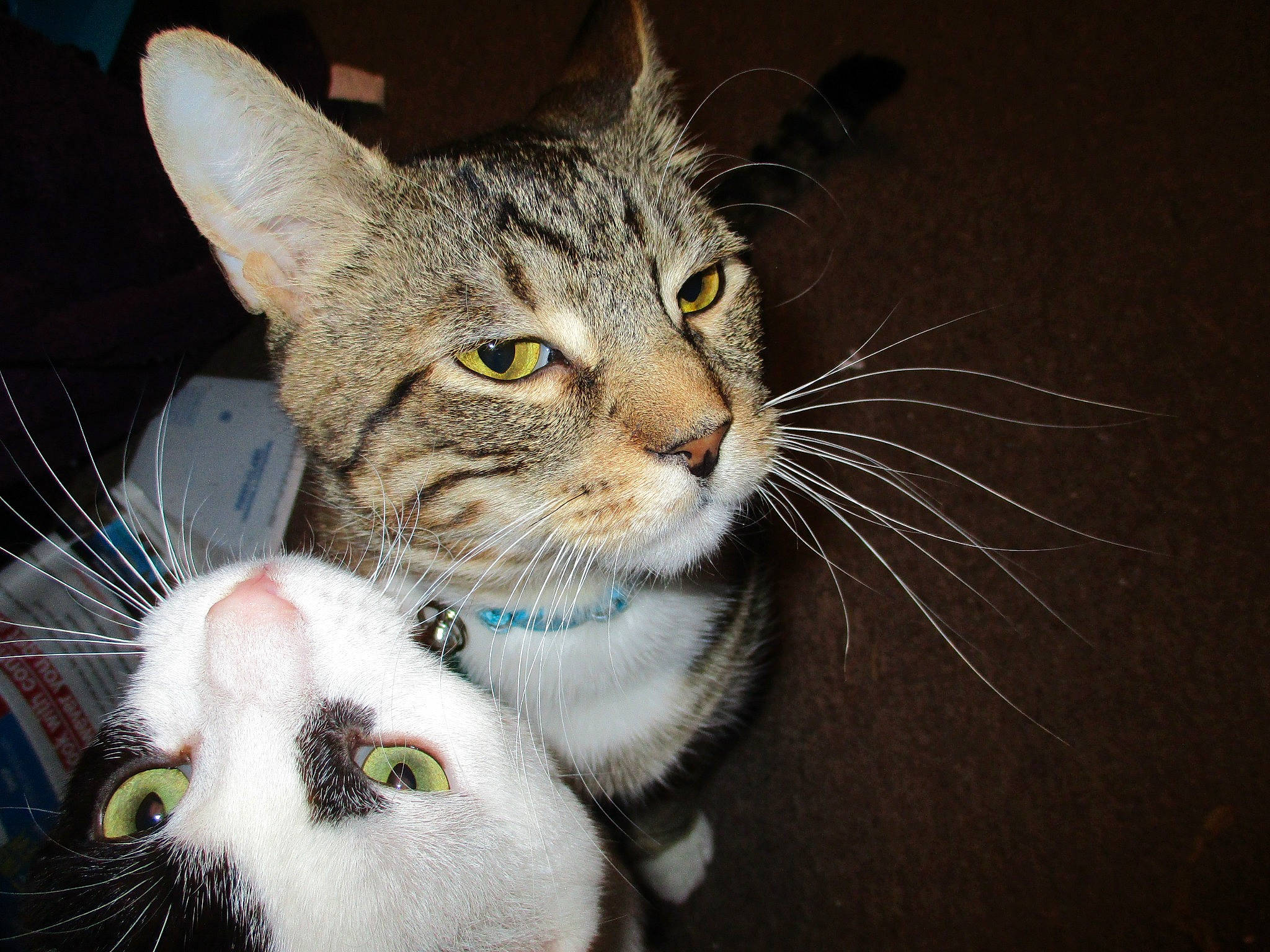 Teddy joined the competition — help win amazing prizes! carnivore, cat, claw, collar, domestic_short_haired_cat, ear, eye, felidae, fur, grass, head, iris, leg, paw, small_to_medium_sized_cats, snout, tail, terrestrial_animal, whiskers