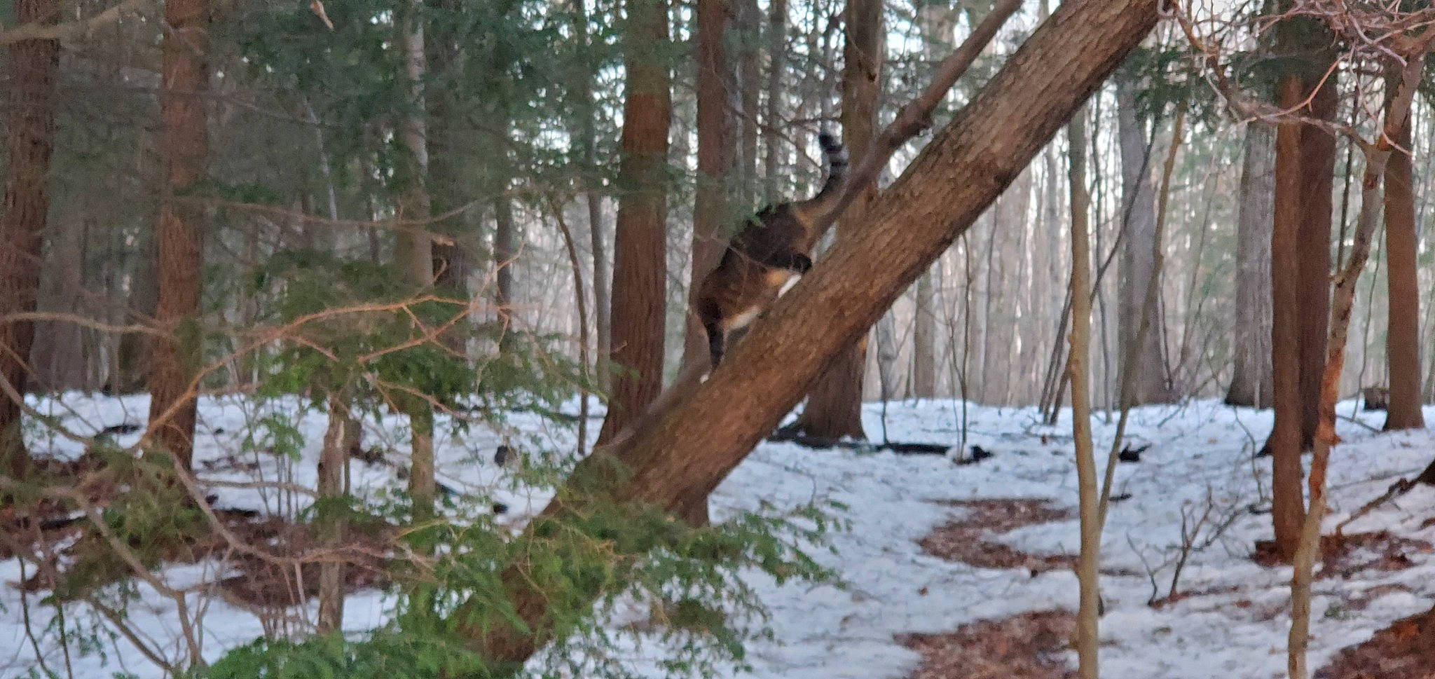 Teddy joined the competition — help win amazing prizes! event, forest, freezing, jungle, natural_landscape, northern_hardwood_forest, plant, snow, spruce_fir_forest, tail, temperate_broadleaf_and_mixed_forest, terrestrial_animal, tree, tropical_and_subtropical_coniferous_forests, trunk, twig, wildlife, winter, wood, woodland