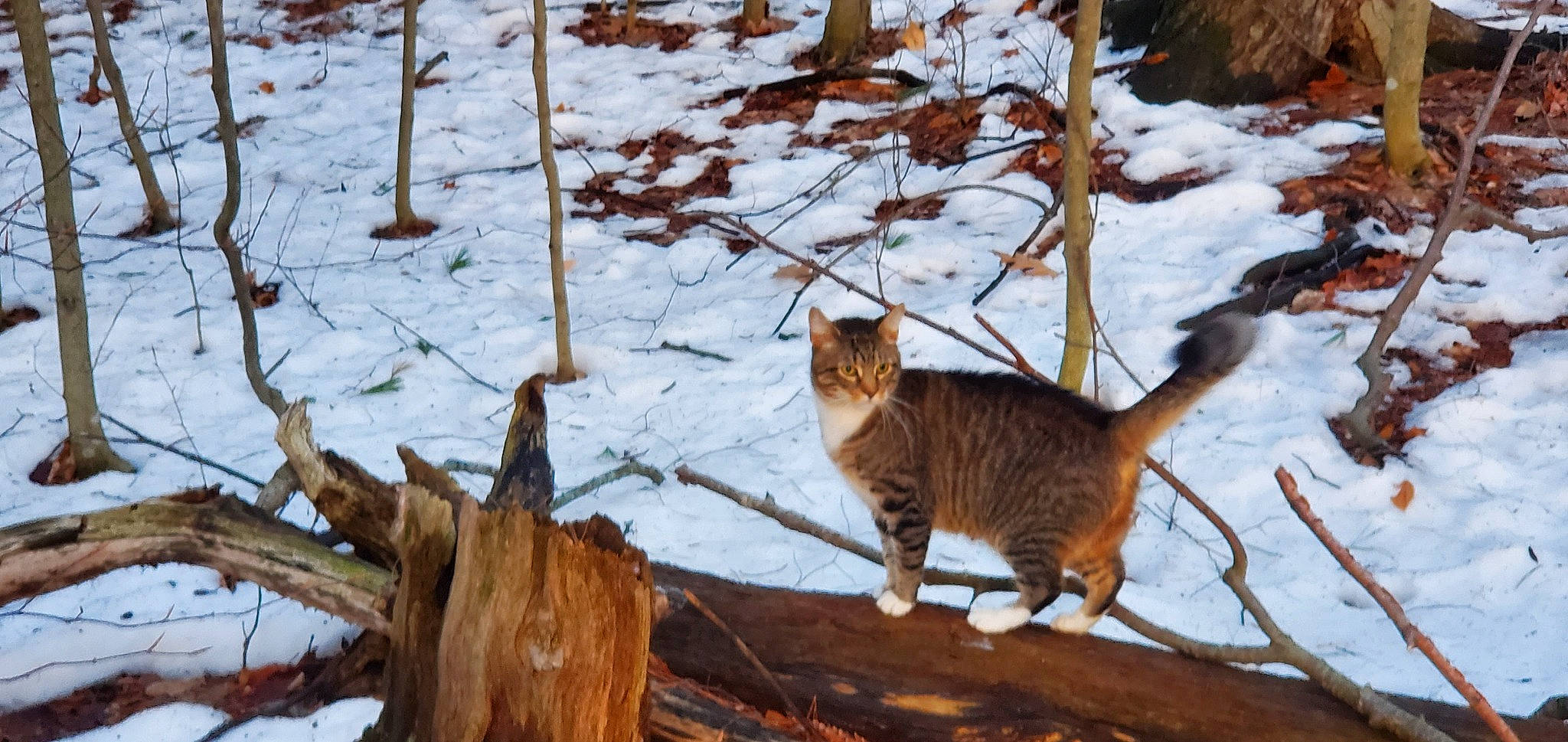 Teddy is registered to the contest to win money with this photo: biome, brown, carnivore, cat, fawn, felidae, freezing, mammal, plant, small_to_medium_sized_cats, snout, snow, tail, terrestrial_animal, tree, trunk, twig, vertebrate, whiskers, wood