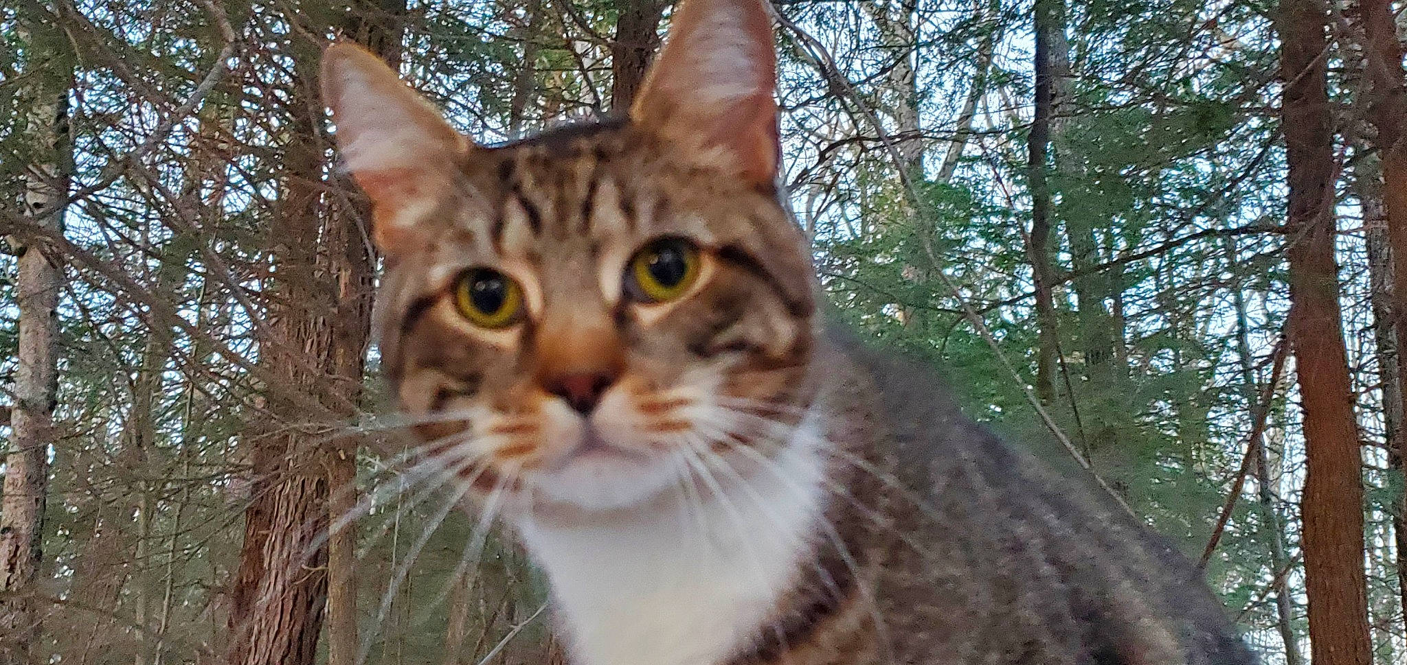 Teddy joined the competition — help win amazing prizes! carnivore, cat, domestic_short_haired_cat, fawn, felidae, fur, grass, head, human_body, plant, small_to_medium_sized_cats, snout, terrestrial_animal, tree, trunk, whiskers, wildlife, window