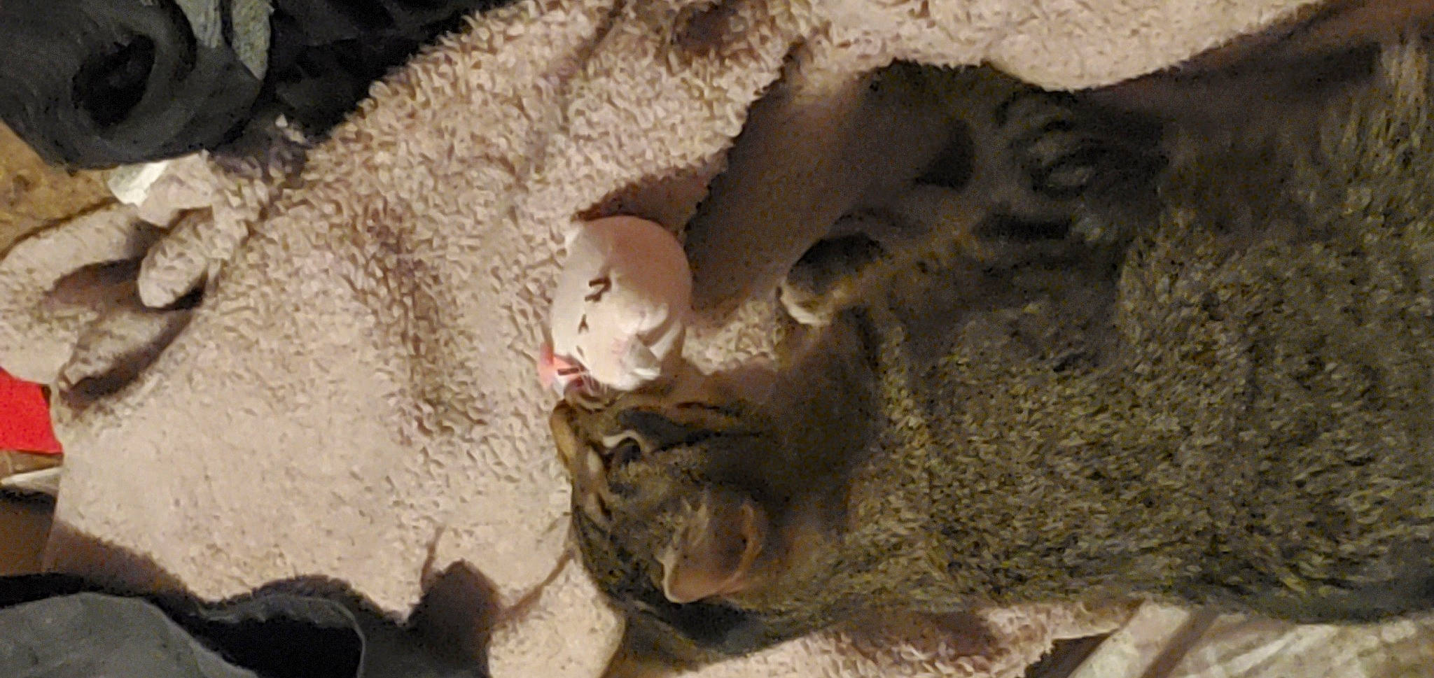 Scruffy joined the competition — help win amazing prizes! ancient_history, bedrock, big_cats, erosion, fawn, felidae, fur, hat, history, jaw, landscape, paw, rock, snout, soil, terrestrial_animal, toy, wildlife