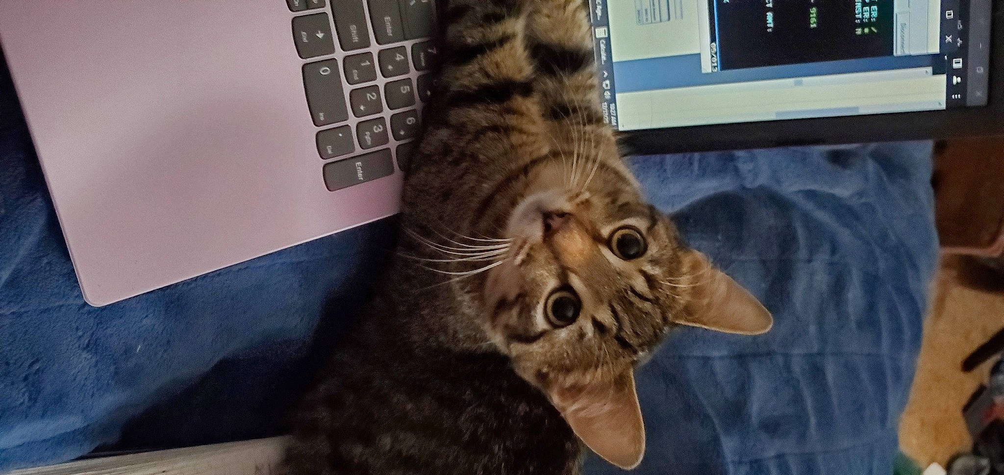 Scruffy is registered to the contest to win money with this photo: carnivore, cat, claw, computer, computer_keyboard, domestic_short_haired_cat, felidae, foot, fur, input_device, laptop, paw, peripheral, personal_computer, plant, small_to_medium_sized_cats, snout, tail, terrestrial_animal, whiskers