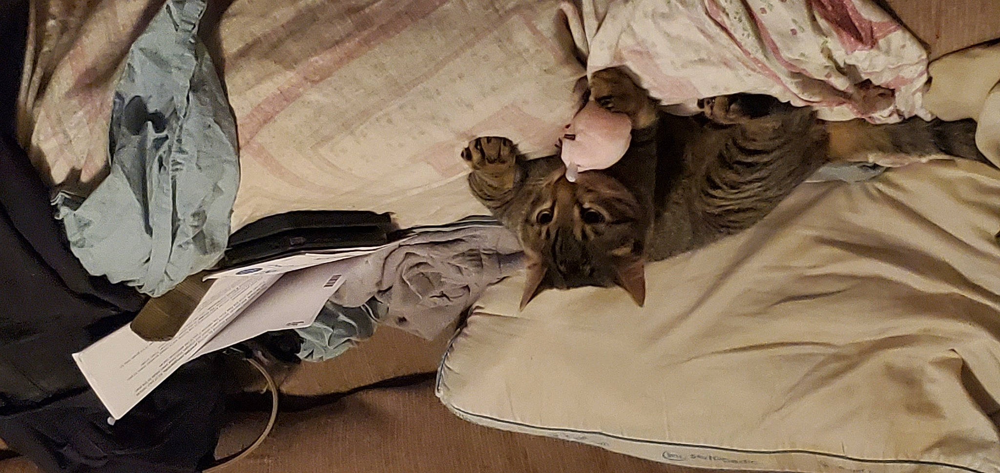 Scruffy joined the competition — help win amazing prizes! bag, bed_sheet, bedding, carnivore, comfort, companion_dog, eyewear, fawn, felidae, flooring, fur, grey, hardwood, linens, luggage_and_bags, room, small_to_medium_sized_cats, t_shirt, textile, wood