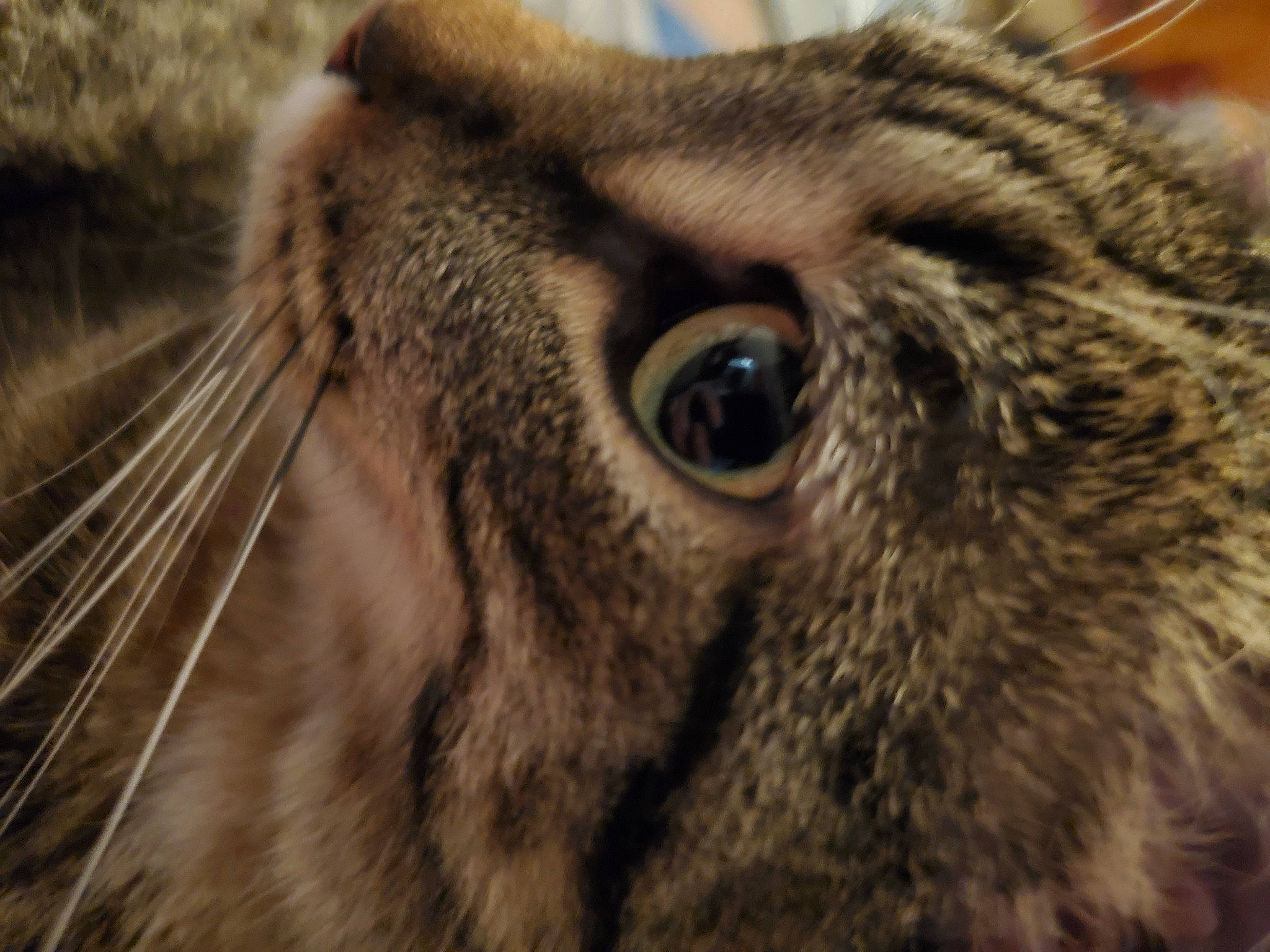 Scruffy joined the competition — help win amazing prizes! beak, close_up, eyelash, falconiformes, fawn, feather, felidae, fur, grass, great_grey_owl, livestock, macro_photography, owl, rabbits_and_hares, screech_owl, small_to_medium_sized_cats, snout, terrestrial_animal, whiskers, wildlife