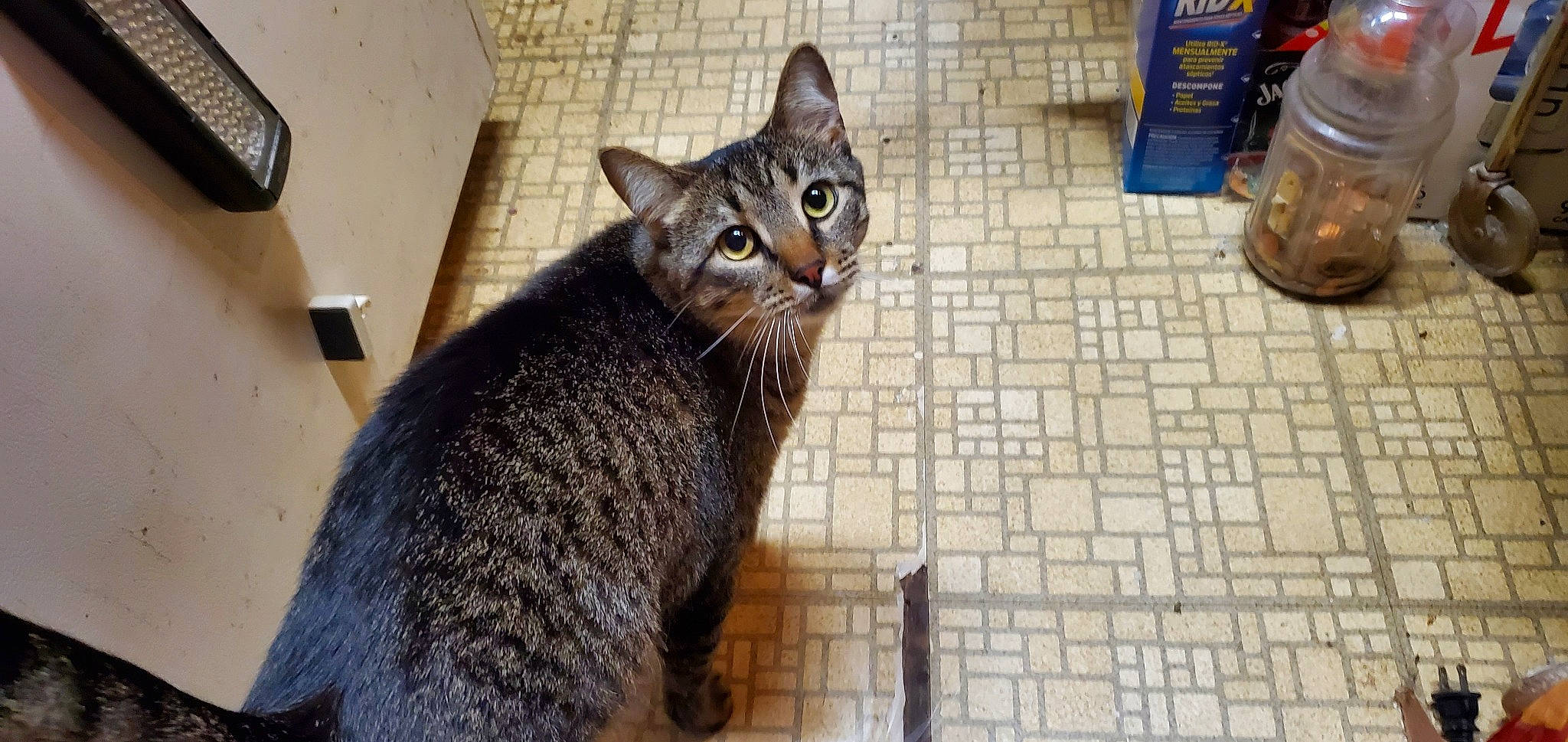 Gus Gus joined the competition — help win amazing prizes! carnivore, cat, clock, domestic_short_haired_cat, felidae, flooring, fur, grey, paw, sitting, small_to_medium_sized_cats, snout, tail, terrestrial_animal, whiskers, wood