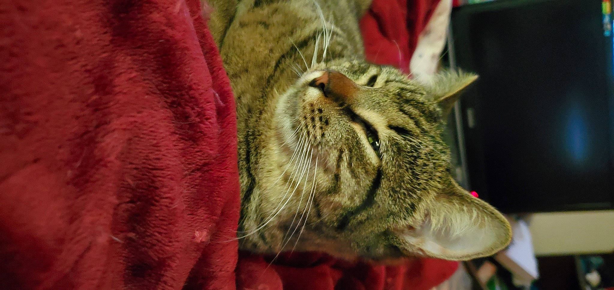 Gus Gus is registered to the contest to win money with this photo: carnivore, cat, claw, comfort, domestic_short_haired_cat, fang, felidae, fur, nap, paw, sleep, small_to_medium_sized_cats, snout, terrestrial_animal, whiskers, wildlife, wrinkle