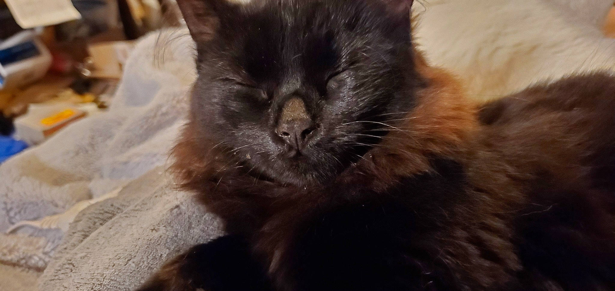 Boots joined the competition — help win amazing prizes! black_cat, carnivore, cat, claw, comfort, felidae, fur, paw, small_to_medium_sized_cats, snout, tail, terrestrial_animal, whiskers