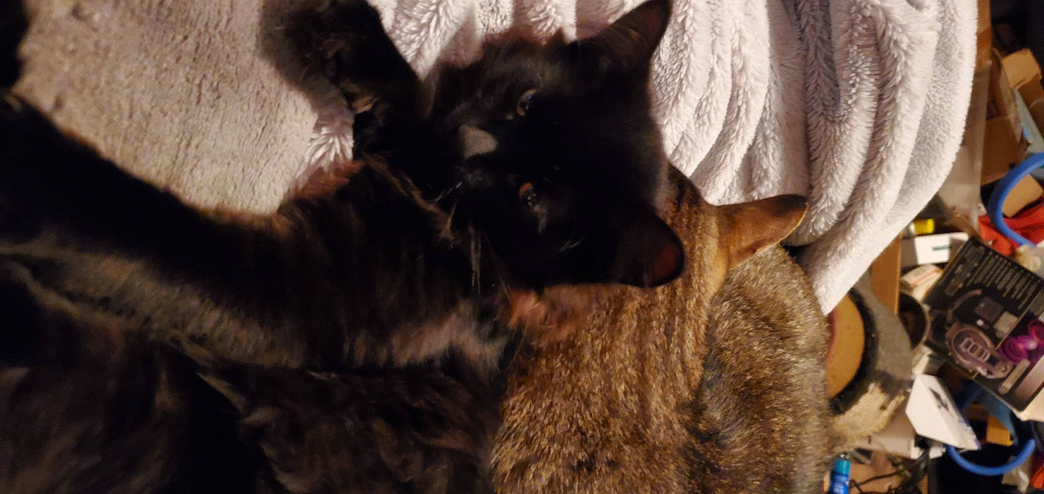 Boots joined the competition — help win amazing prizes! black_cat, bombay, canidae, carnivore, cat, claw, comfort, dog_breed, domestic_short_haired_cat, ear, felidae, fur, paw, small_to_medium_sized_cats, snout, tail, terrestrial_animal, whiskers, wildlife