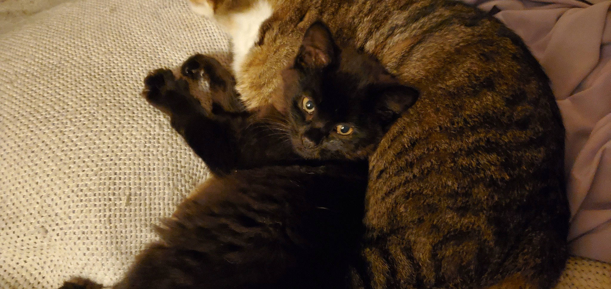 Boots is registered to the contest to win money with this photo: black_cat, bombay, carnivore, cat, cat_supply, claw, comfort, domestic_short_haired_cat, felidae, fur, paw, small_to_medium_sized_cats, snout, tail, terrestrial_animal, whiskers