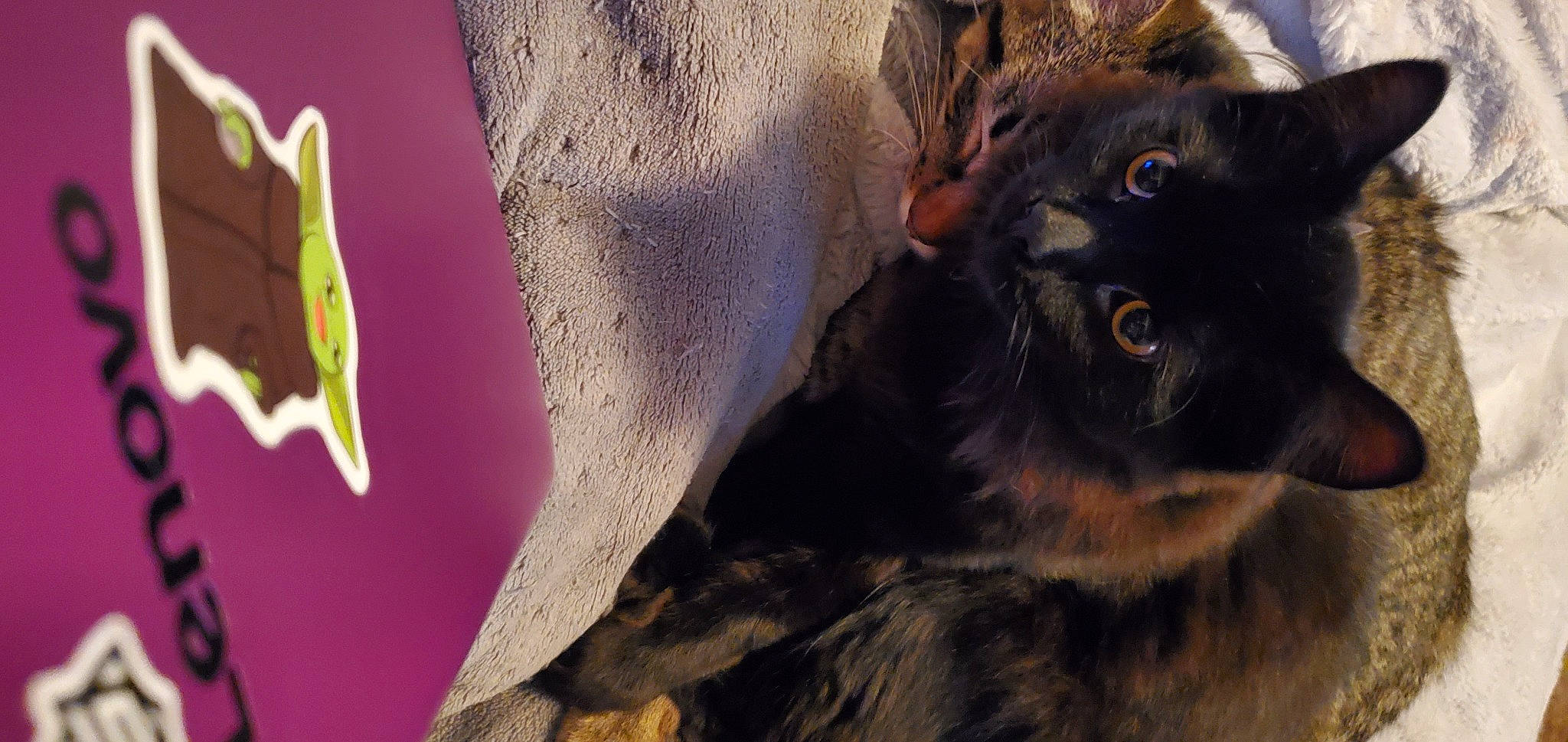 Boots is registered to the contest to win money with this photo: black_cat, carnivore, cat, claw, domestic_short_haired_cat, eyelash, felidae, fur, lily_family, magenta, petal, plant, small_to_medium_sized_cats, snout, tail, terrestrial_animal, whiskers, wildlife