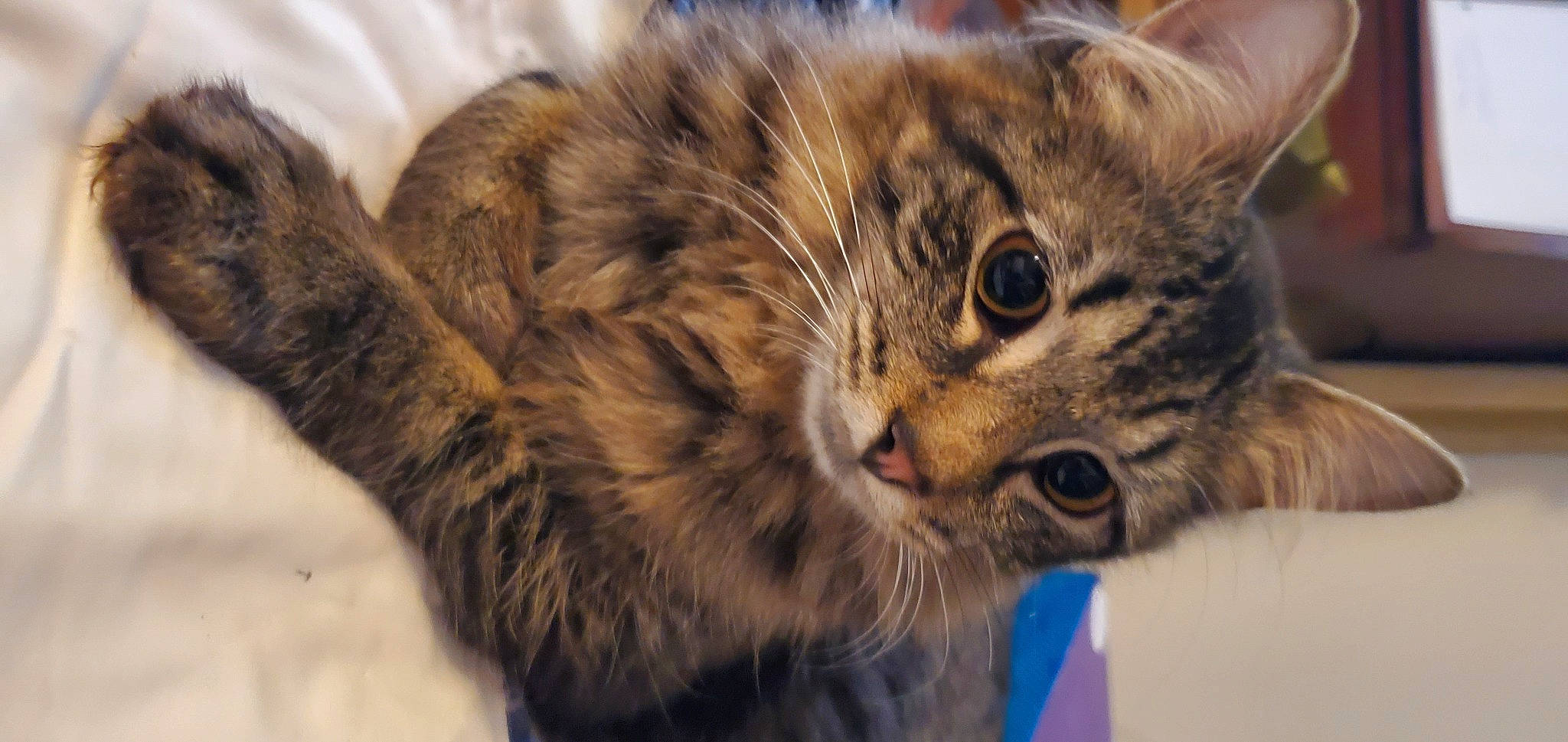 Rafiki is registered to the contest to win money with this photo: carnivore, cat, claw, domestic_short_haired_cat, ear, eye, felidae, fur, paw, small_to_medium_sized_cats, snout, terrestrial_animal, whiskers, wildlife