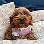 Lola is registered to the contest to win money with this photo: puppy, dog, brown, fluffy, cute, knitted_sweater, pink, plush_bed, cozy, car_interior, pet, small_dog, adorable, soft_texture, animal, companion, sitting, indoors, portrait, young_dog