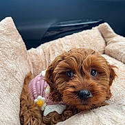 Lola is registered to the contest to win money with this photo: puppy, dog, brown, cute, pet_bed, car_interior, pink_sweater, daisy, cozy, fluffy, fur, animal, young, looking_at_camera, indoors, close_up, soft_texture, adorable, small, resting