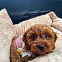 puppy, dog, brown, cute, pet_bed, car_interior, pink_sweater, daisy, cozy, fluffy, fur, animal, young, looking_at_camera, indoors, close_up, soft_texture, adorable, small, resting