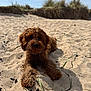 dog, beach, sand, sunlight, dune_grass, outdoor, animal, pet, curious, lying_down, nature, daytime, fur, canine, playful, grass, sky, closeup, portrait, relaxation