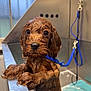 Lola joined the competition — help win amazing prizes! puppy, wet, bath, metal_tub, blue_leash, dog, water, fur, pet, indoors, animal, cute, expression, looking, ears, snout, claws, dripping, face, closeup