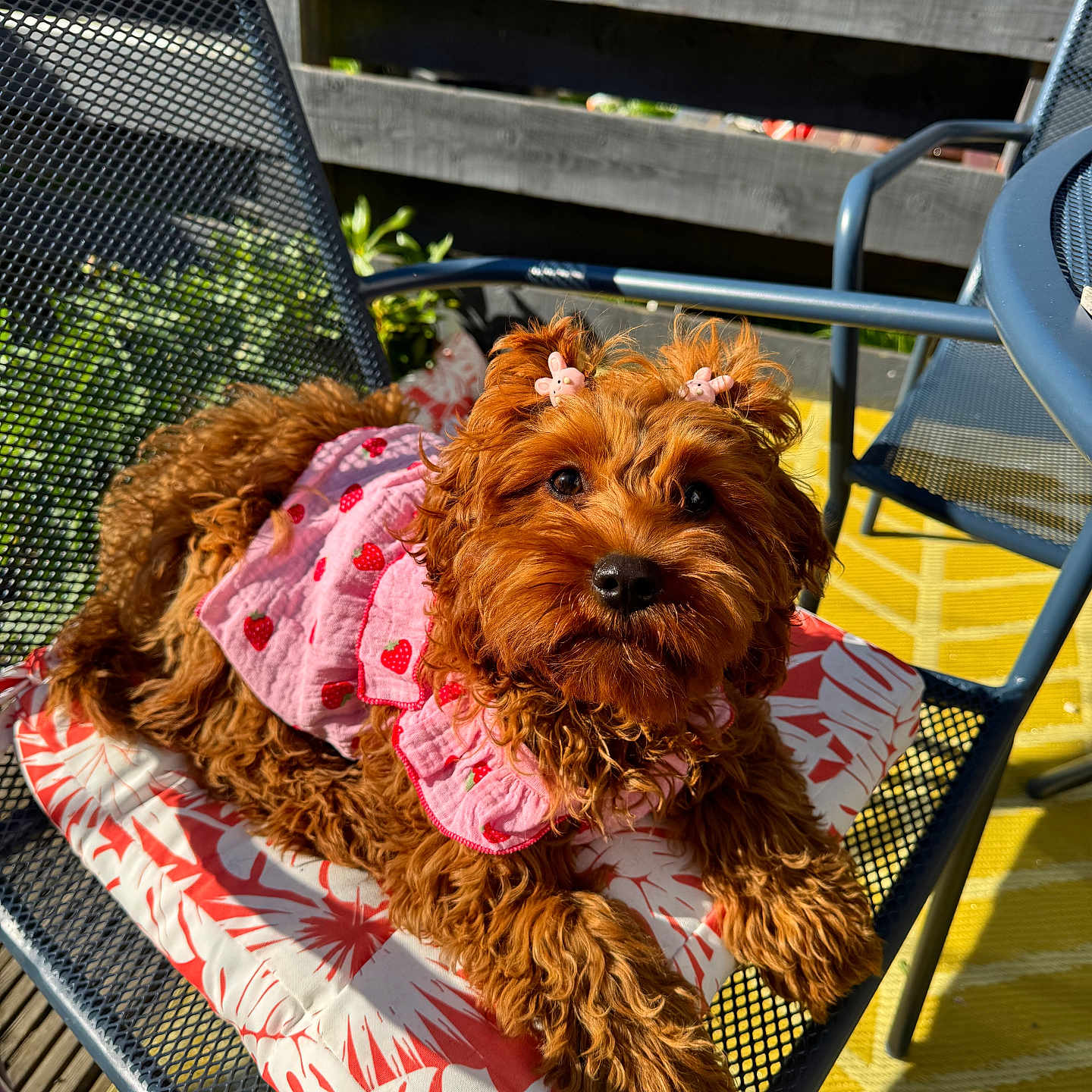 Lola joined the competition — help win amazing prizes! accessories, animal, brown_dog, chair, cushion, cute, decor, dog, fur, garden, metal_chair, outdoor, pet, pink_clothing, playful, relaxing, small_dog, strawberry_pattern, summer, sunlight