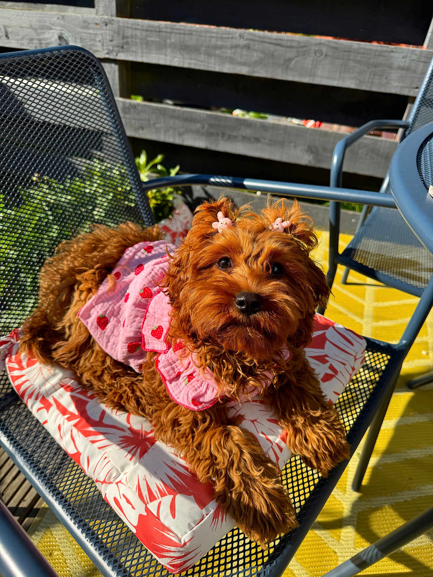 Lola joined the competition — help win amazing prizes! dog, brown_dog, pet, cute, outdoor, sunlight, chair, cushion, pink_clothing, strawberry_pattern, fur, relaxing, garden, metal_chair, decor, summer, animal, small_dog, playful, accessories
