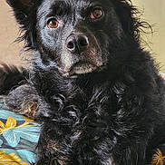 Shelby a rejoint le concours — aidez-le/la à gagner de superbes lots ! dog, black_dog, pet, animal, indoor, fluffy, ears, brown_eyes, blanket, patterned_blanket, resting, close_up, portrait, canine, fur, looking, comfortable, bed, house, relaxed