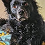 dog, black_dog, pet, animal, indoor, fluffy, ears, brown_eyes, blanket, patterned_blanket, resting, close_up, portrait, canine, fur, looking, comfortable, bed, house, relaxed