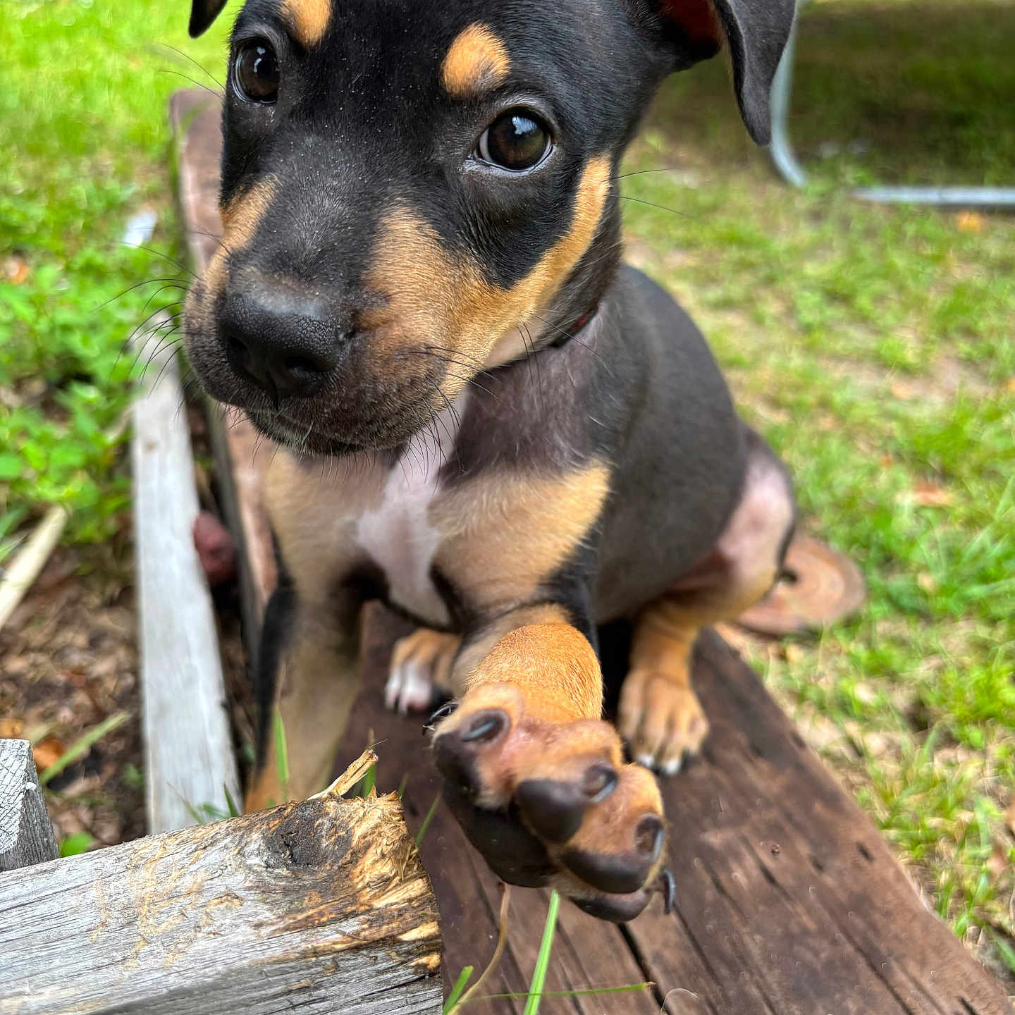 Khaotic joined the competition — help win amazing prizes! puppy, dog, close_up, black_and_tan, paw, wood, grass, outdoor, pet, cute, animal, nature, young, fur, ears, eyes, snout, playful, sitting, daylight