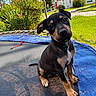 Khaotic joined the competition — help win amazing prizes! puppy, dog, trampoline, outdoor, greenery, grass, house, red_roof, sky, clouds, cute, pet, animal, young_dog, portrait, curious, sunny_day, nature, playful, small_dog