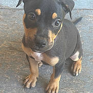 Khaotic is registered to the contest to win money with this photo: puppy, dog, animal, pet, cute, black_and_tan, ears, paws, floor, looking_up, young, small, fur, whiskers, adorable, curious, sitting, closeup, indoors, portrait