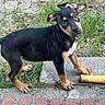 puppy, dog, black_and_tan, grass, sidewalk, dirt, chew_toy, outdoor, young_dog, animal, pet, canine, ears, paws, curious, playful, alert, standing, nature, close_up