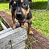Khaotic is registered to the contest to win money with this photo: puppy, dog, outdoor, grass, wood, deck, pet, animal, closeup, curious, brown, black, eyes, ears, nature, young, canine, playful, background, fur