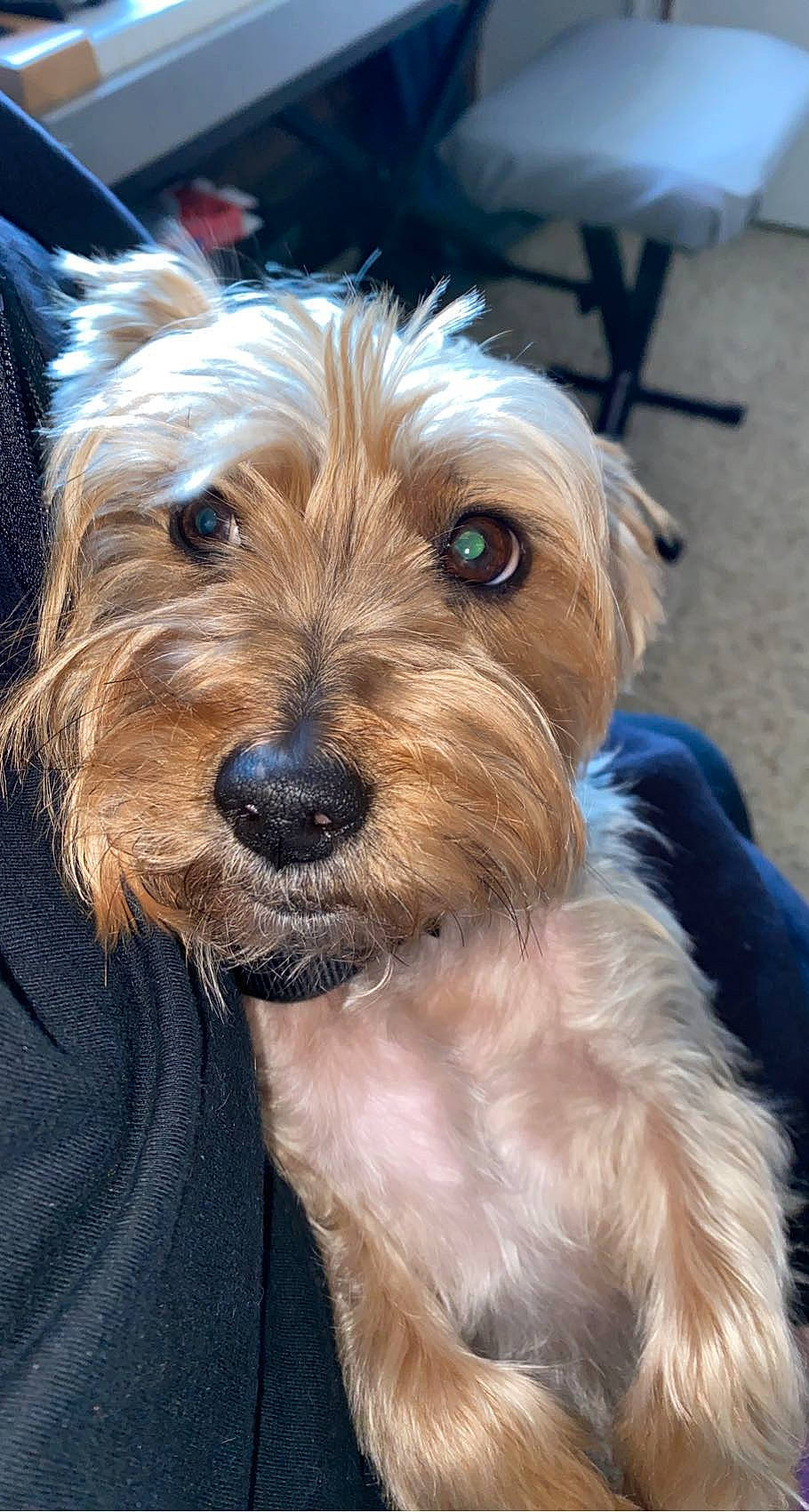 Tink joined the competition — help win amazing prizes! biewer_terrier, canidae, carnivore, companion_dog, corgi_chihuahua, dog, dog_breed, fur, liver, maltepoo, puppy, small_terrier, sporting_group, terrier, toy_dog, working_animal, yorkipoo