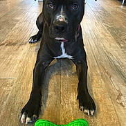 Tess participe au concours pour gagner de l'argent avec cette photo : dog, black_dog, pet, toy, green_toy, chew_toy, indoor, wooden_floor, flooring, lying_down, looking, eyes, paws, collar, animal, canine, house, room, furniture, play