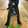dog, black_dog, pet, toy, green_toy, chew_toy, indoor, wooden_floor, flooring, lying_down, looking, eyes, paws, collar, animal, canine, house, room, furniture, play