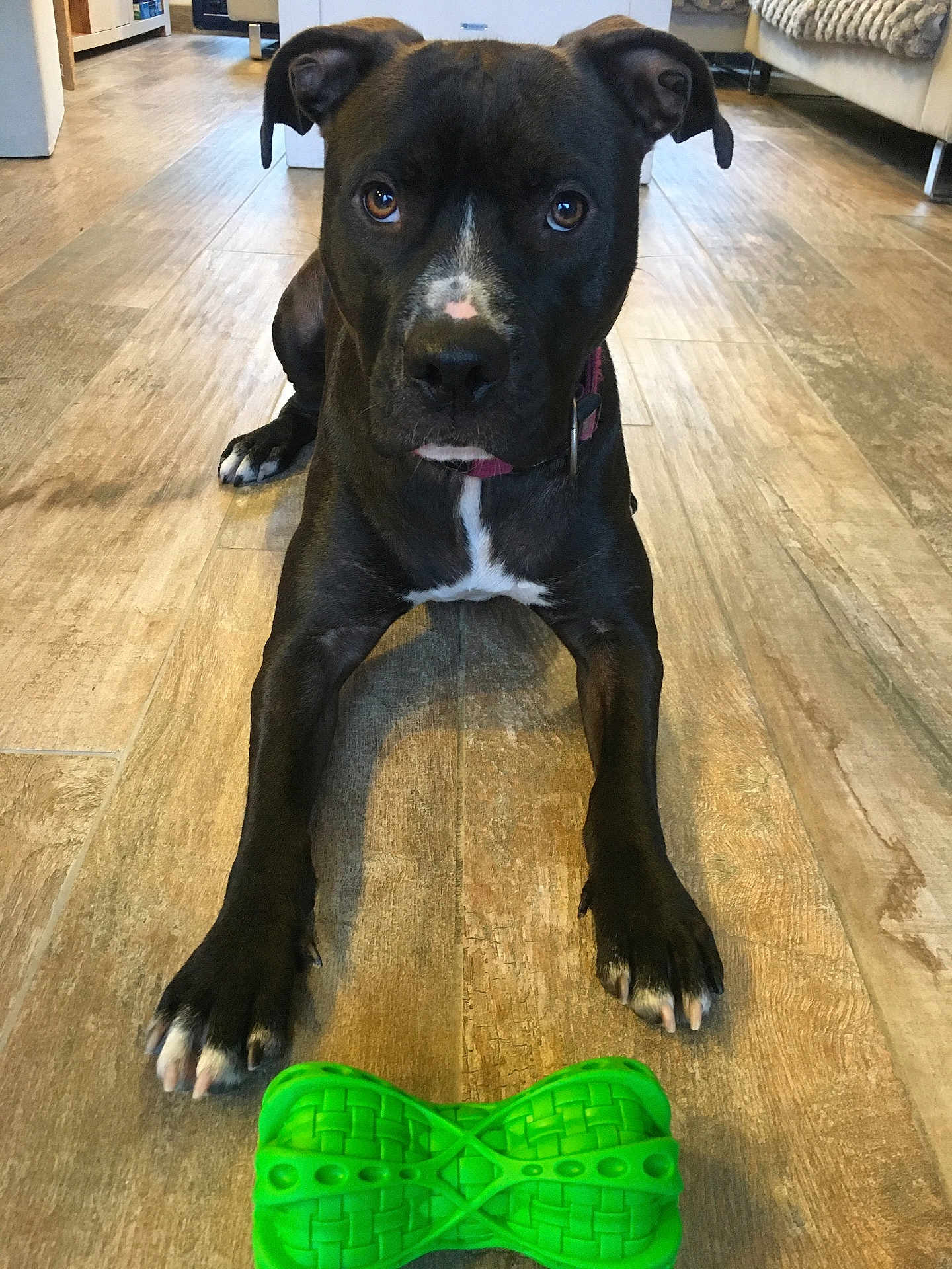 Tess participe au concours pour gagner de l'argent avec cette photo : dog, black_dog, pet, toy, green_toy, chew_toy, indoor, wooden_floor, flooring, lying_down, looking, eyes, paws, collar, animal, canine, house, room, furniture, play