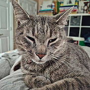 Ollie is registered to the contest to win money with this photo: bed, bookshelf, cat, close_up, cute, domestic_animal, fur, furniture, gray_cat, home, indoor, mammal, pet, quilt, relaxed, resting, room, sleepy, tabby, whiskers