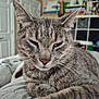 bed, bookshelf, cat, close_up, cute, domestic_animal, fur, furniture, gray_cat, home, indoor, mammal, pet, quilt, relaxed, resting, room, sleepy, tabby, whiskers
