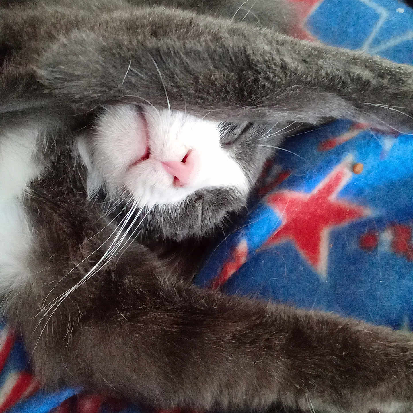 Peanut