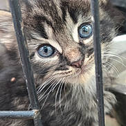Nyx is registered to the contest to win money with this photo: kitten, cat, blue_eyes, fur, whiskers, close_up, metal_bars, curious, pet, animal, cute, young, portrait, feline, soft, indoors, cage, face, looking, adorable