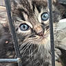 kitten, cat, blue_eyes, fur, whiskers, close_up, metal_bars, curious, pet, animal, cute, young, portrait, feline, soft, indoors, cage, face, looking, adorable