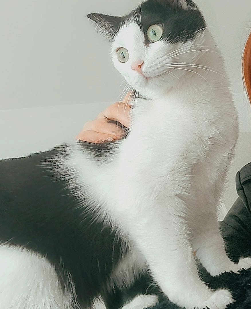 Hawa participe au concours pour gagner de l'argent avec cette photo : cat, tuxedo_cat, black_and_white, feline, green_eyes, whiskers, fur, paw, nose, ear, indoor, close_up, portrait, curious, looking_up, pet, human_hand, partial_person, home, cozy