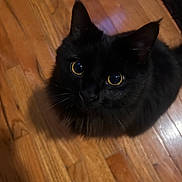 Kainite joined the competition — help win amazing prizes! cat, black_cat, pet, animal, indoor, wooden_floor, fur, whiskers, curious, looking_up, yellow_eyes, closeup, cute, feline, domestic_animal, mammal, portrait, shadow, floor, reflection