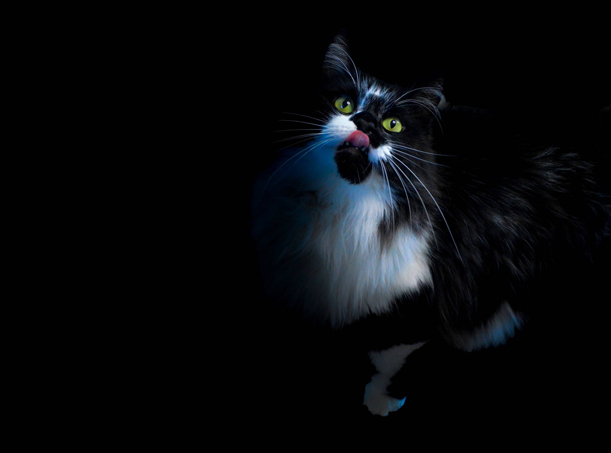 Dan joined the competition — help win amazing prizes! automotive_lighting, carnivore, cat, darkness, domestic_short_haired_cat, electric_blue, felidae, flash_photography, fur, grass, night, science, sky, small_to_medium_sized_cats, snout, tail, terrestrial_animal, whiskers