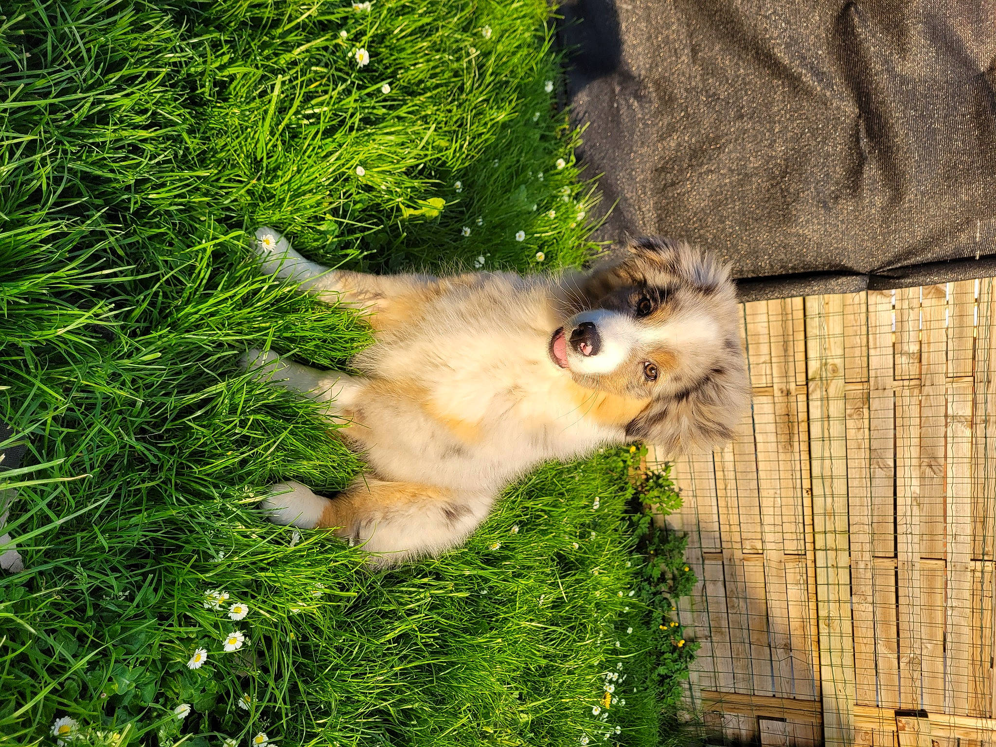 Ciara a rejoint le concours — aidez-le/la à gagner de superbes lots ! bird_of_prey, carnivore, cat, companion_dog, dog_breed, domestic_short_haired_cat, fawn, felidae, fur, grass, groundcover, plant, small_to_medium_sized_cats, snout, sporting_group, tail, terrestrial_animal, tree, whiskers, wood