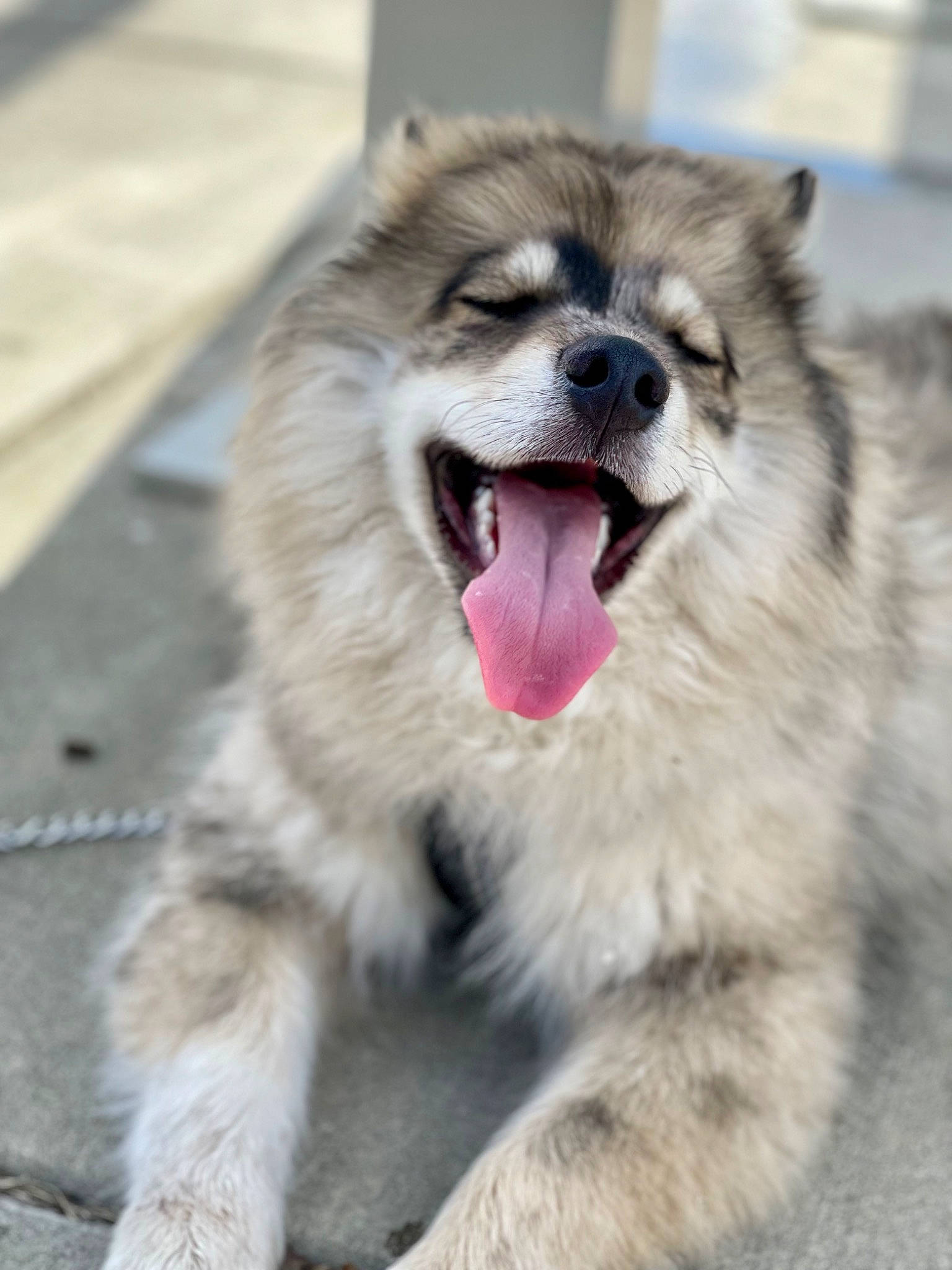 Kodiak joined the competition — help win amazing prizes! canidae, carnivore, claw, companion_dog, dog, dog_breed, fang, foot, fur, german_spitz, iris, jaw, paw, snout, spitz, sporting_group, terrestrial_animal, whiskers, wildlife, working_animal