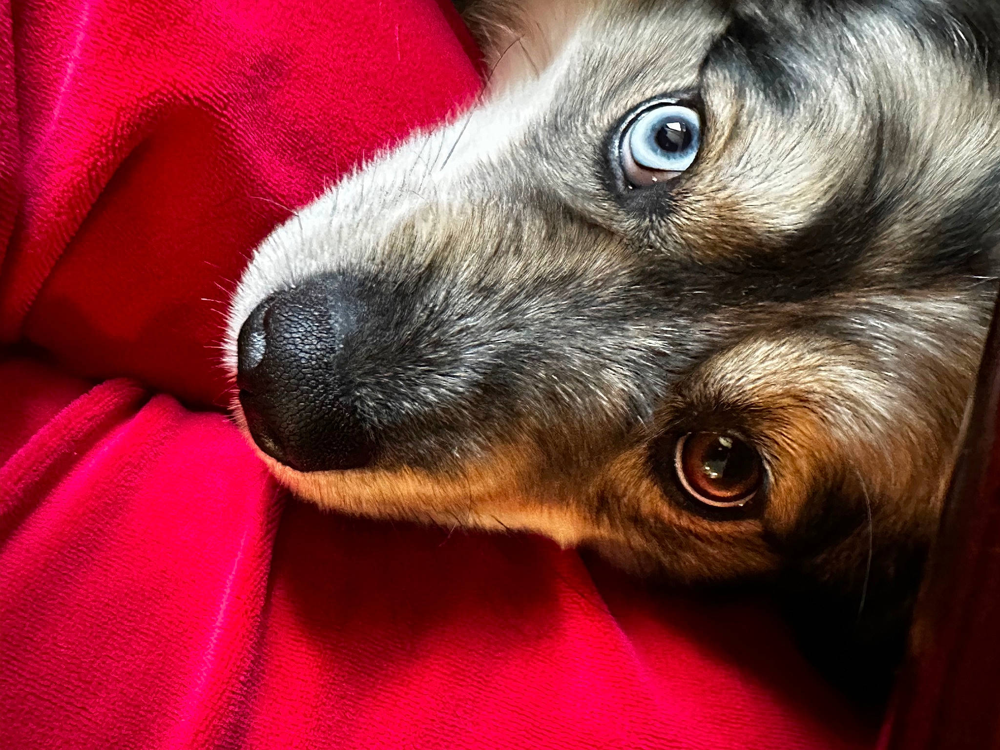 Kodiak joined the competition — help win amazing prizes! canidae, carnivore, close_up, comfort, companion_dog, dog, dog_breed, ear, eye, fawn, fur, liver, magenta, puppy, snout, sporting_group, toy_dog, whiskers, wildlife, working_animal