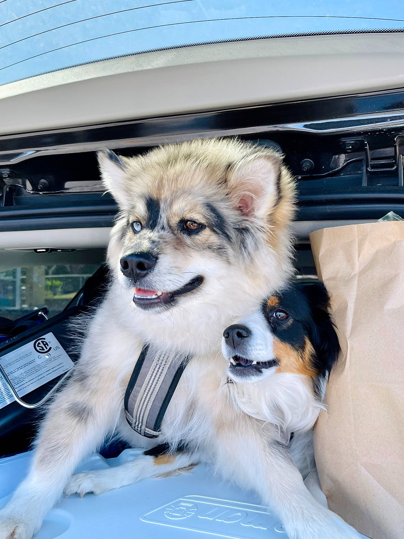 Kodiak is registered to the contest to win money with this photo: automotive_design, automotive_exterior, canidae, carnivore, collar, companion_dog, dog, dog_breed, dog_supply, fur, motor_vehicle, photograph, sky, snout, sporting_group, vehicle, whiskers, windscreen_wiper, windshield, working_dog