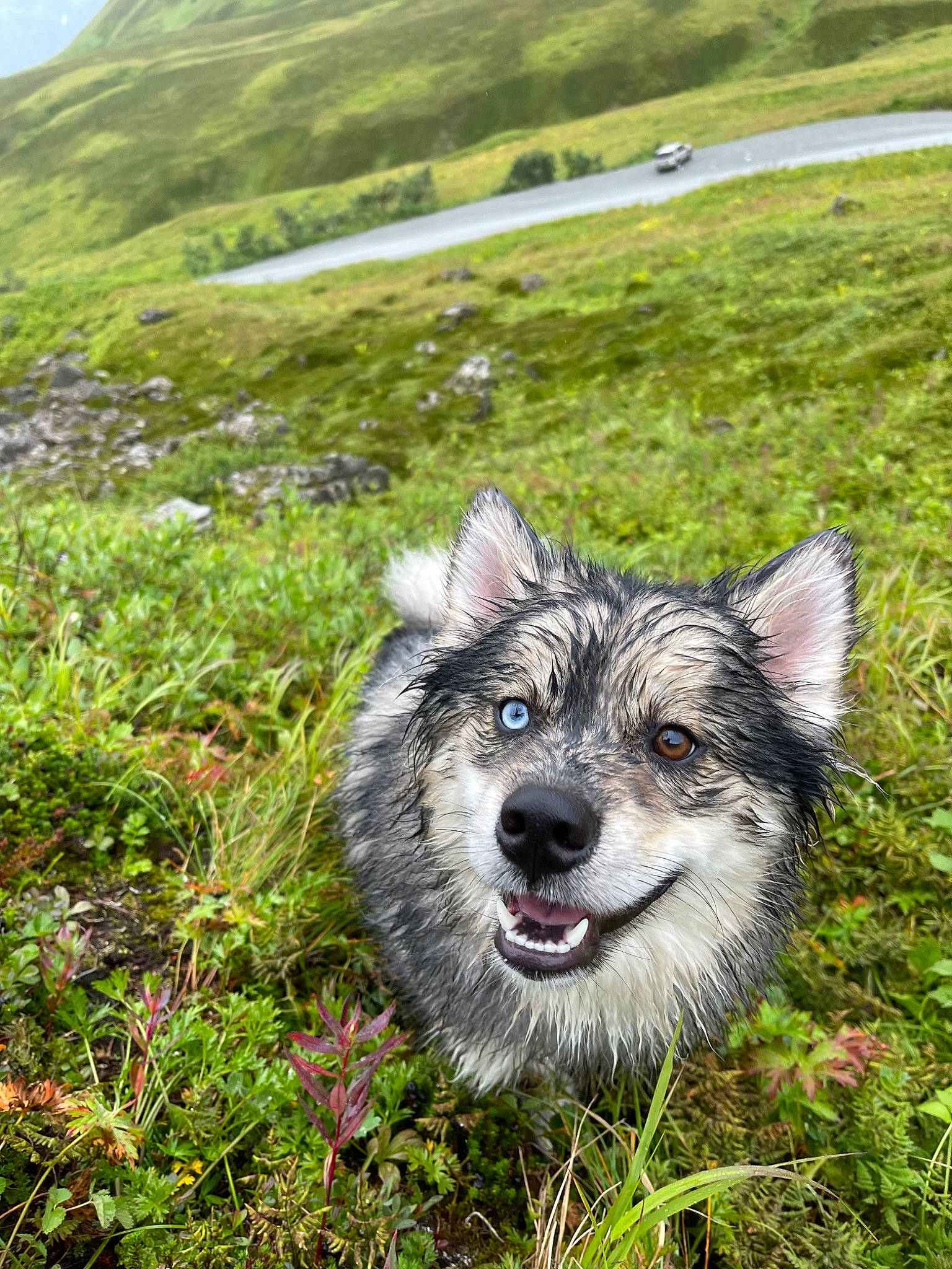 Kodiak joined the competition — help win amazing prizes! australian_cattle_dog, canidae, carnivore, companion_dog, dog, dog_breed, flower, grass, grassland, landscape, mountain, natural_landscape, pasture, plant, sky, snout, sporting_group, terrestrial_animal, walking, working_animal